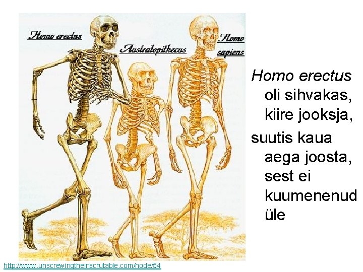 Homo erectus oli sihvakas, kiire jooksja, suutis kaua aega joosta, sest ei kuumenenud üle