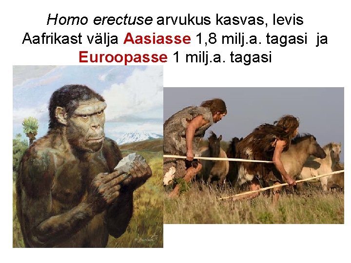 Homo erectuse arvukus kasvas, levis Aafrikast välja Aasiasse 1, 8 milj. a. tagasi ja