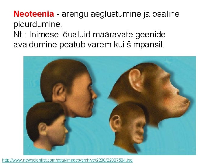 Neoteenia - arengu aeglustumine ja osaline pidurdumine. Nt. : Inimese lõualuid määravate geenide avaldumine