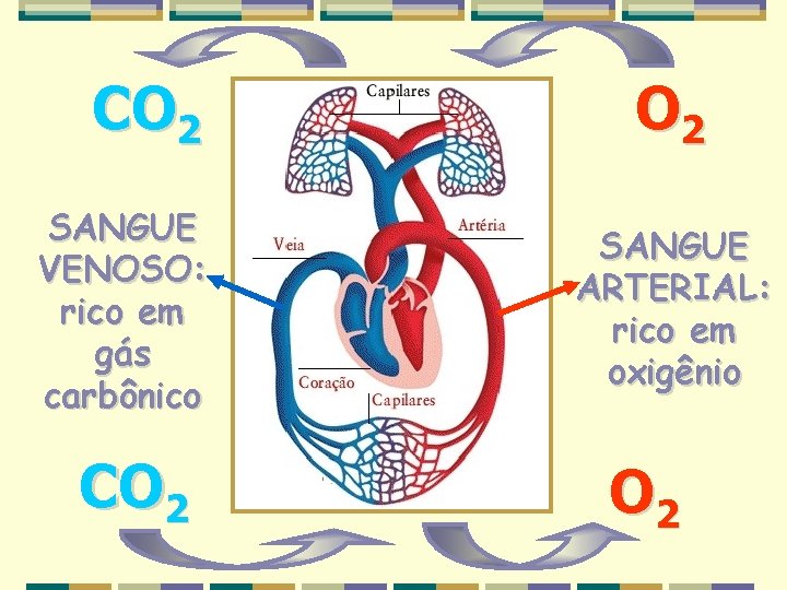 CO 2 SANGUE VENOSO: rico em gás carbônico CO 2 SANGUE ARTERIAL: rico em