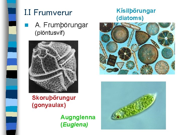 I. I Frumverur n A. Frumþörungar (plöntusvif) Skoruþörungur (gonyaulax) Augnglenna (Euglena) Kísilþörungar (diatoms) 