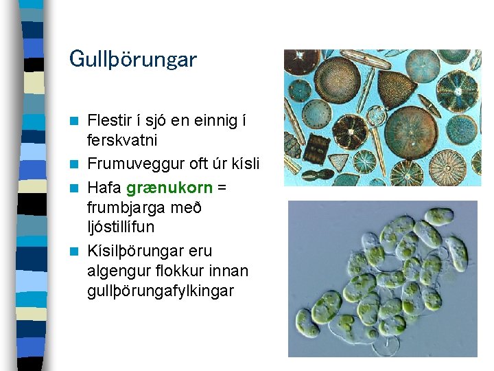 Gullþörungar Flestir í sjó en einnig í ferskvatni n Frumuveggur oft úr kísli n