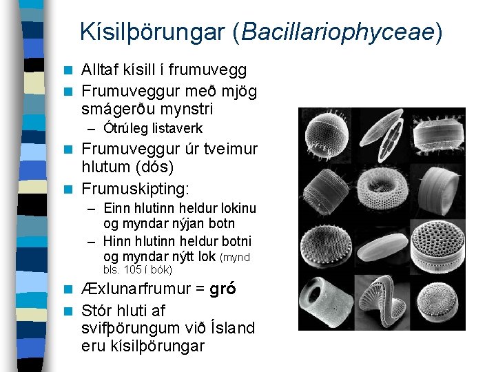 Kísilþörungar (Bacillariophyceae) Alltaf kísill í frumuvegg n Frumuveggur með mjög smágerðu mynstri n –