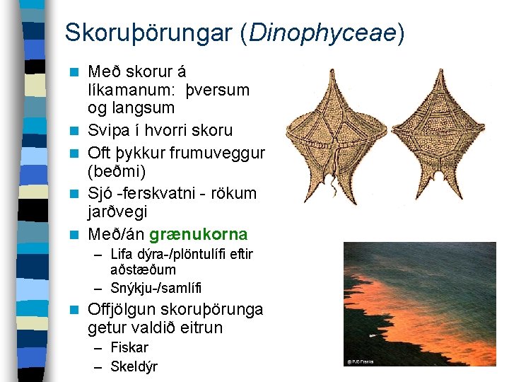 Skoruþörungar (Dinophyceae) n n n Með skorur á líkamanum: þversum og langsum Svipa í