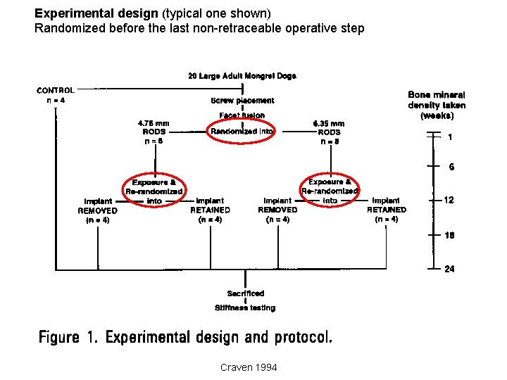 Experimental design (typical one shown) Randomized before the last non-retraceable operative step Craven 1994