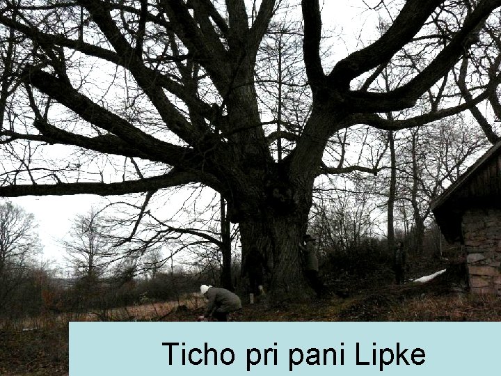 Ticho pri pani Lipke 