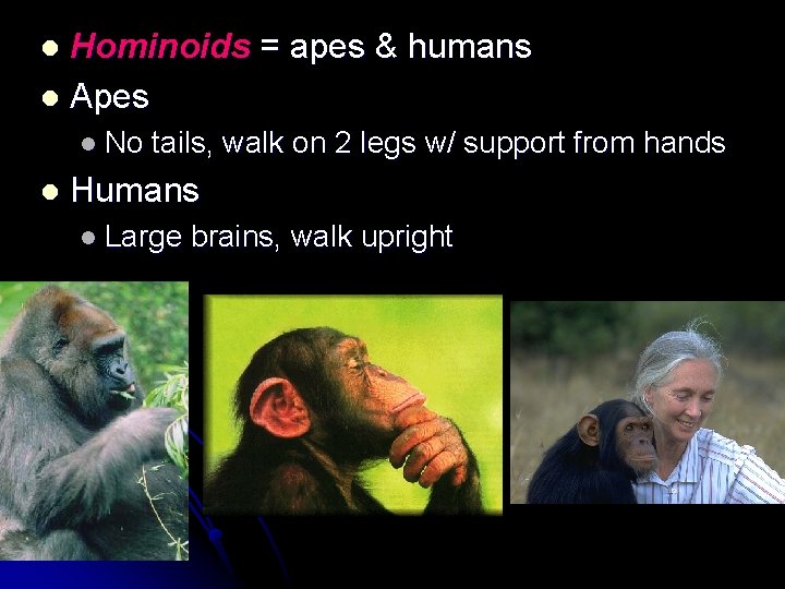 Hominoids = apes & humans l Apes l l No l tails, walk on