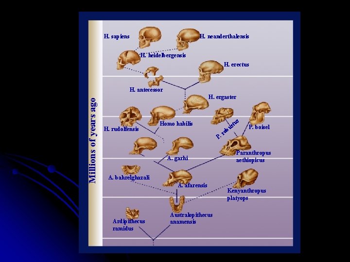 H. sapiens H. neanderthalensis H. heidelbergensis H. erectus Millions of years ago H. antecessor