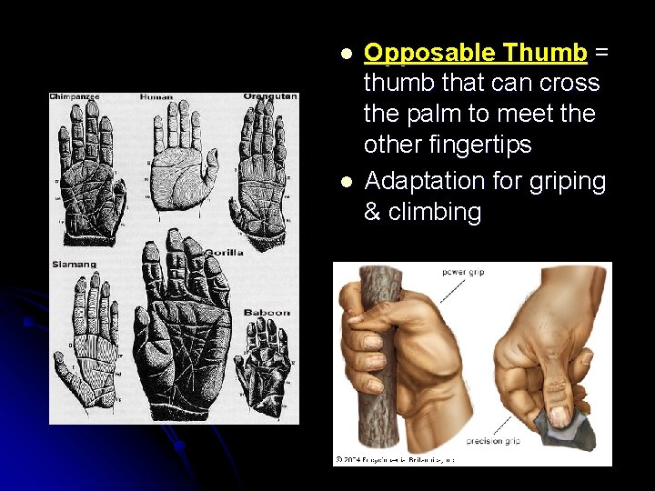 l l Opposable Thumb = thumb that can cross the palm to meet the