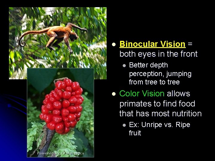 l Binocular Vision = both eyes in the front l l Better depth perception,