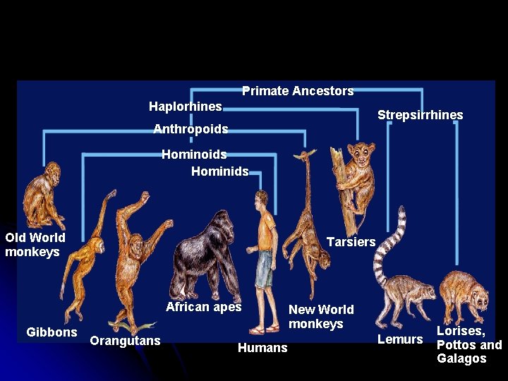 Primate Ancestors Haplorhines Strepsirrhines Anthropoids Hominids Old World monkeys Tarsiers African apes Gibbons Orangutans