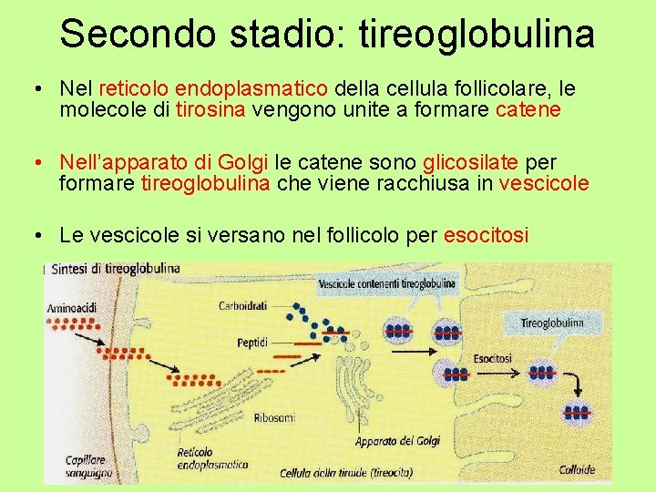 Secondo stadio: tireoglobulina • Nel reticolo endoplasmatico della cellula follicolare, le molecole di tirosina