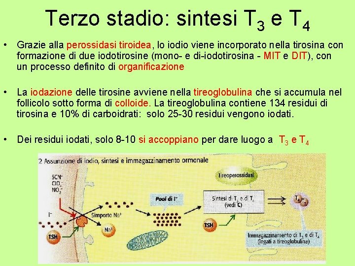 Terzo stadio: sintesi T 3 e T 4 • Grazie alla perossidasi tiroidea, lo