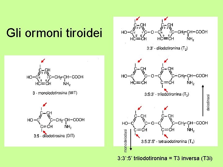 monodeiodasi deiodinasi Gli ormoni tiroidei 3: 3’: 5’ triiodotironina = T 3 inversa (T