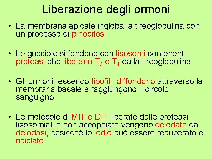 Liberazione degli ormoni • La membrana apicale ingloba la tireoglobulina con un processo di