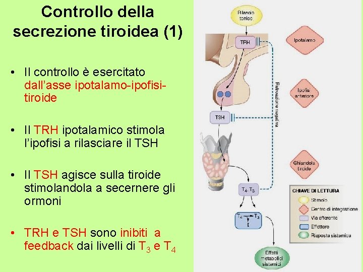 Controllo della secrezione tiroidea (1) • Il controllo è esercitato dall’asse ipotalamo-ipofisitiroide • Il