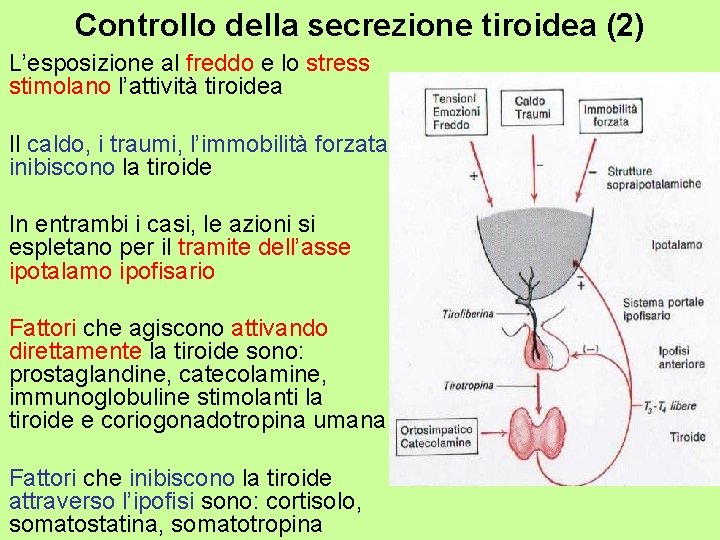 Controllo della secrezione tiroidea (2) L’esposizione al freddo e lo stress stimolano l’attività tiroidea