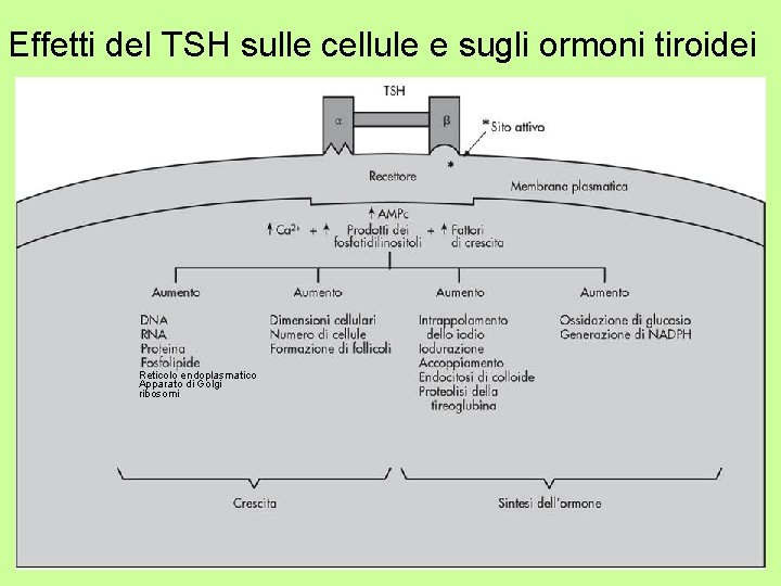 Effetti del TSH sulle cellule e sugli ormoni tiroidei Reticolo endoplasmatico Apparato di Golgi