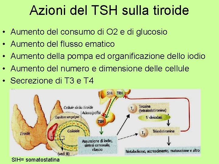 Azioni del TSH sulla tiroide • • • Aumento del consumo di O 2