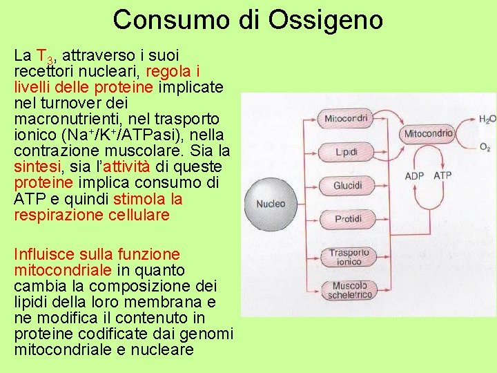Consumo di Ossigeno • La T 3, attraverso i suoi recettori nucleari, regola i