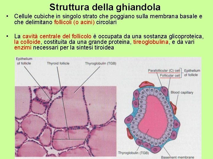 Struttura della ghiandola • Cellule cubiche in singolo strato che poggiano sulla membrana basale