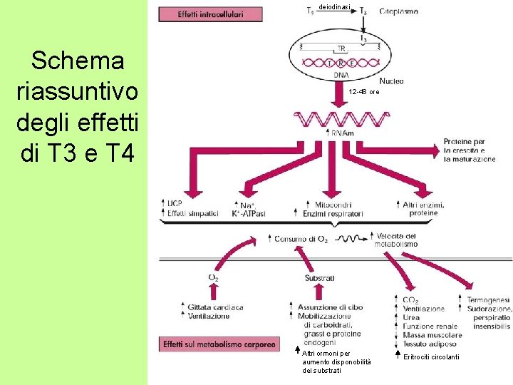 deiodinasi Schema riassuntivo degli effetti di T 3 e T 4 12 -48 ore