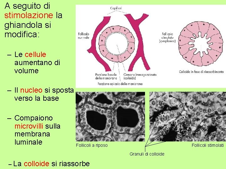 A seguito di stimolazione la ghiandola si modifica: – Le cellule aumentano di volume