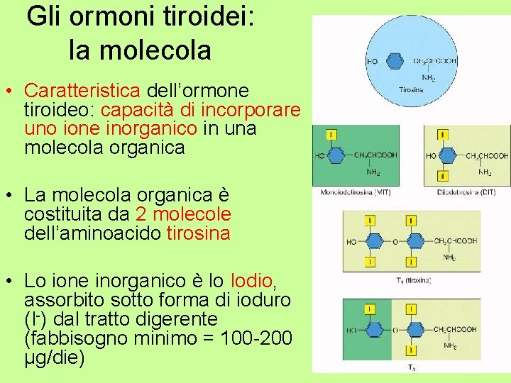 Gli ormoni tiroidei: la molecola • Caratteristica dell’ormone tiroideo: capacità di incorporare uno ione