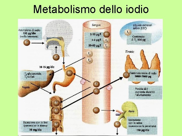 Metabolismo dello iodio 