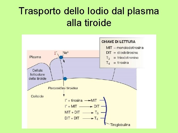Trasporto dello Iodio dal plasma alla tiroide 