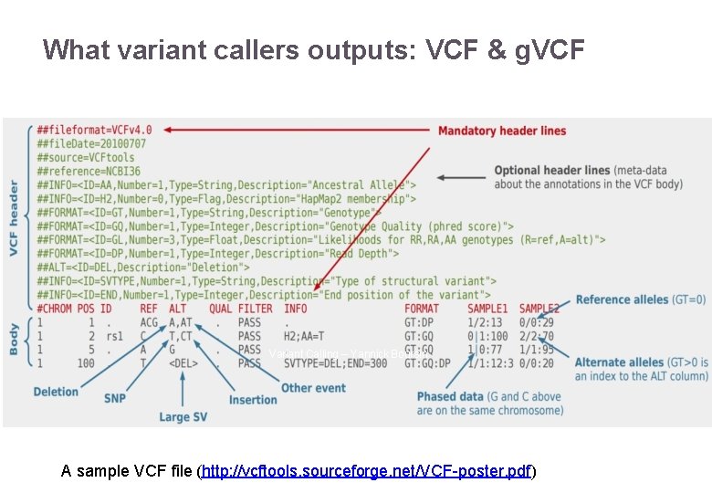 What variant callers outputs: VCF & g. VCF Variant Calling – Yannick Boursin A