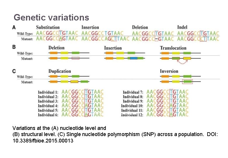 Genetic variations 22/11/2016 Variant Calling – Yannick Boursin 4 Variations at the (A) nucleotide