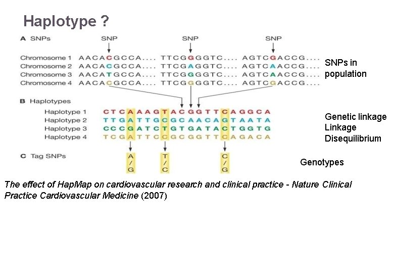 Haplotype ? SNPs in population Genetic linkage Linkage Disequilibrium Genotypes The effect of Hap.