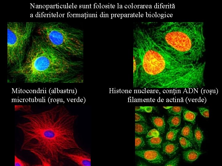 Nanoparticulele sunt folosite la colorarea diferită a diferitelor formaţiuni din preparatele biologice Mitocondrii (albastru)