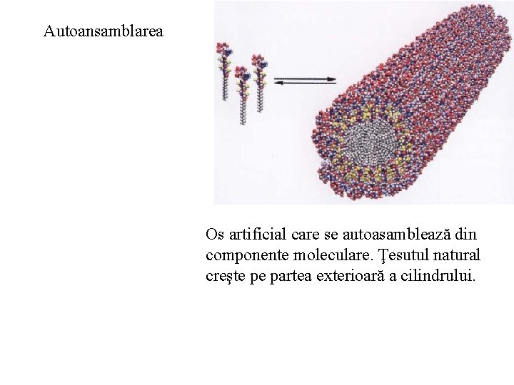 Autoansamblarea Os artificial care se autoasamblează din componente moleculare. Ţesutul natural creşte pe partea