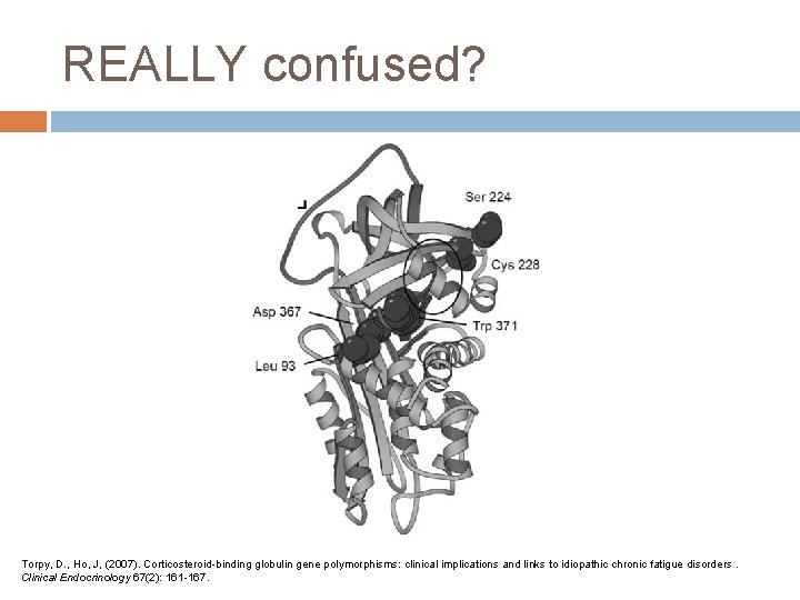 REALLY confused? Torpy, D. , Ho, J, (2007). Corticosteroid-binding globulin gene polymorphisms: clinical implications