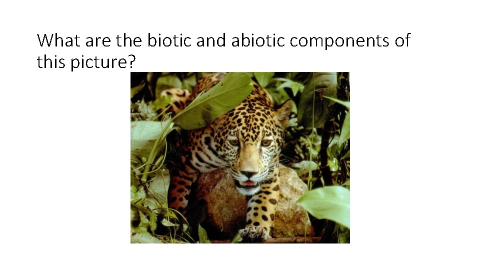 What are the biotic and abiotic components of this picture? 