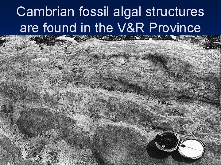 Cambrian fossil algal structures are found in the V&R Province 