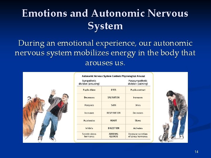 Emotions and Autonomic Nervous System During an emotional experience, our autonomic nervous system mobilizes