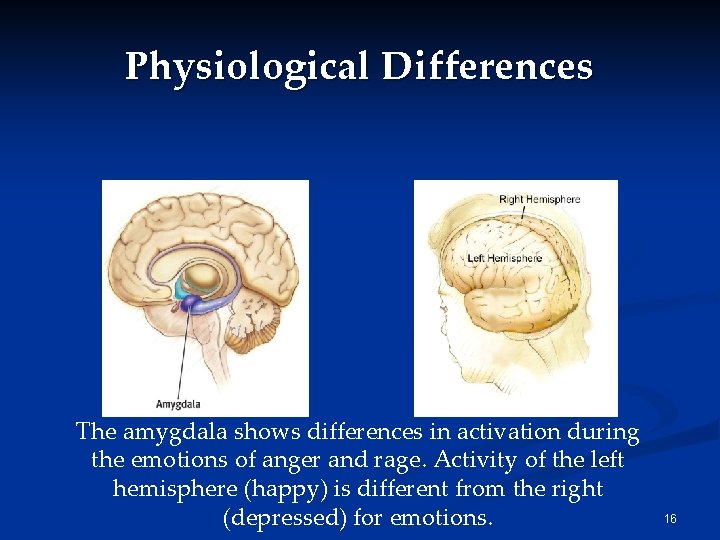Physiological Differences The amygdala shows differences in activation during the emotions of anger and