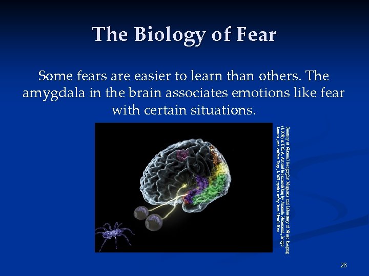 The Biology of Fear Some fears are easier to learn than others. The amygdala
