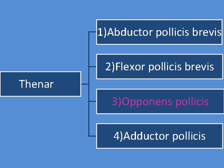 1)Abductor pollicis brevis 2)Flexor pollicis brevis Thenar 3)Opponens pollicis 4)Adductor pollicis 