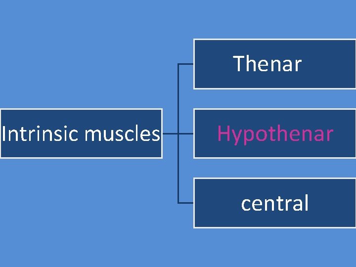 Thenar Intrinsic muscles Hypothenar central 