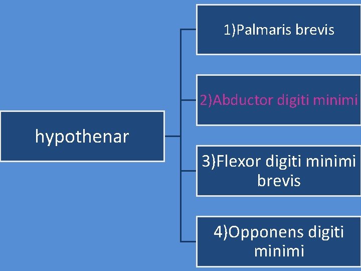 1)Palmaris brevis 2)Abductor digiti minimi hypothenar 3)Flexor digiti minimi brevis 4)Opponens digiti minimi 