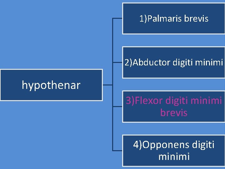 1)Palmaris brevis 2)Abductor digiti minimi hypothenar 3)Flexor digiti minimi brevis 4)Opponens digiti minimi 