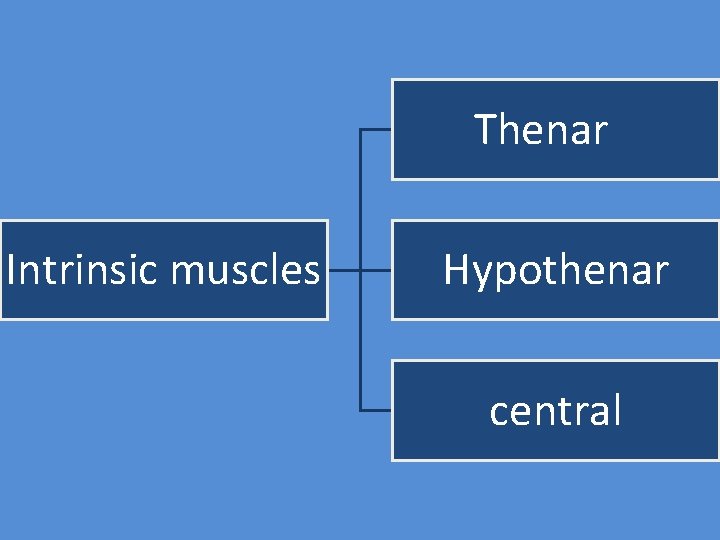 Thenar Intrinsic muscles Hypothenar central 