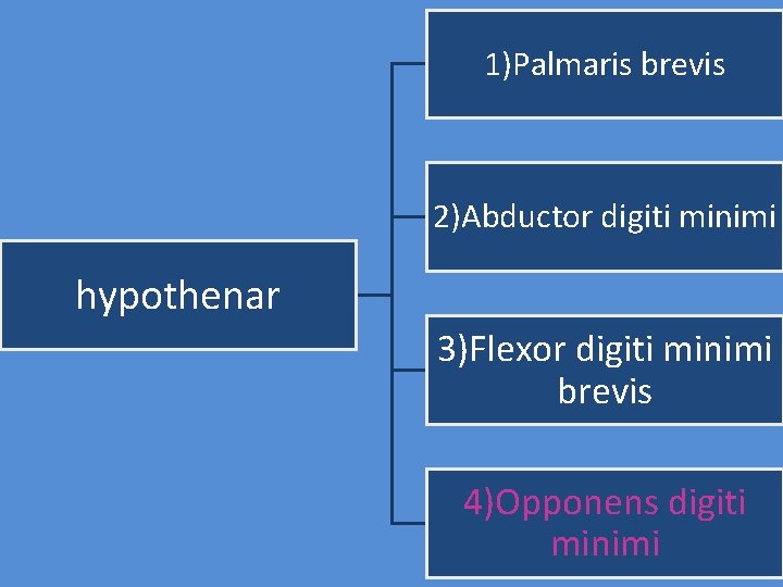 1)Palmaris brevis 2)Abductor digiti minimi hypothenar 3)Flexor digiti minimi brevis 4)Opponens digiti minimi 