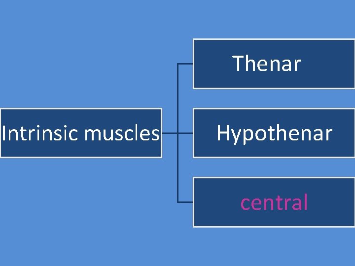 Thenar Intrinsic muscles Hypothenar central 