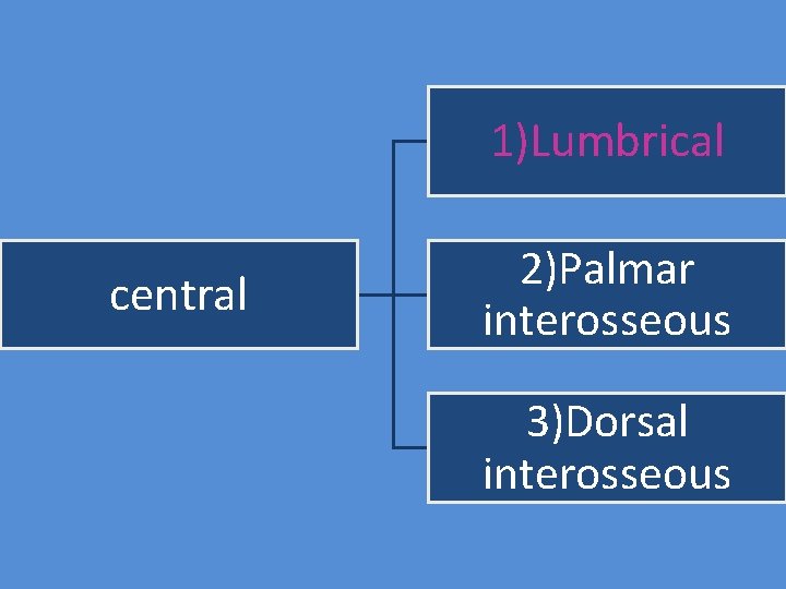 1)Lumbrical central 2)Palmar interosseous 3)Dorsal interosseous 
