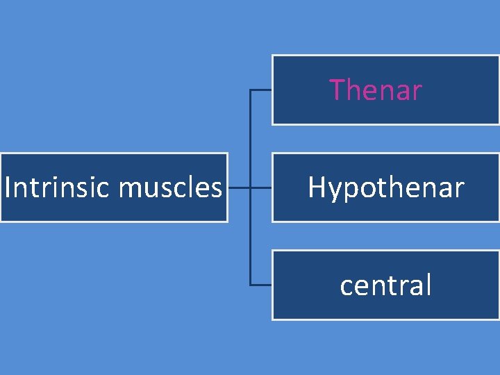 Thenar Intrinsic muscles Hypothenar central 